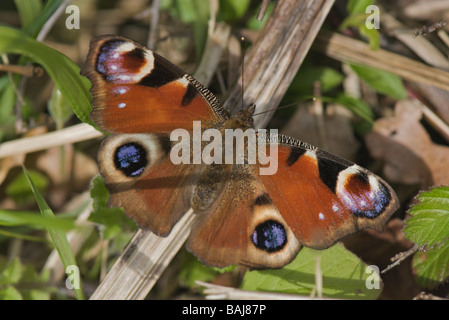 Papillon paon sur le marbre Banque D'Images