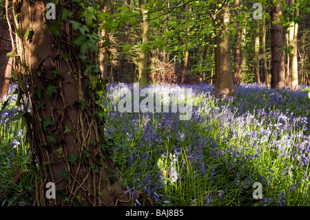 English Bluebells indigènes typiques en bois à feuilles larges. Banque D'Images