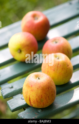 S Cox Orange Pippin variété de pomme Banque D'Images