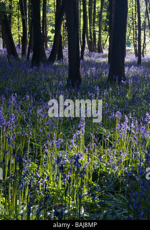 Floraison de printemps English Bluebells indigènes dans les forêts anciennes. Banque D'Images