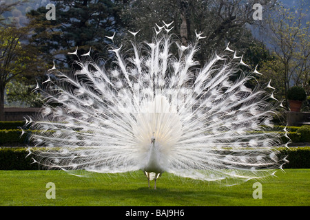 Un Paon albinos mâle (Pavo cristatus) répandre sa queue (Italie). Paon bleu (Pavo cristatus) leucistique mâle faisant la roue. Banque D'Images