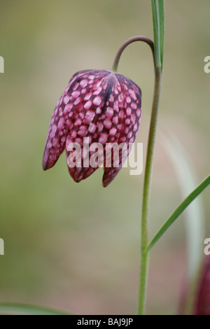 Les serpents-head fritillary (fritillaria meleagris) floraison dans un pré de fleurs sauvages du Yorkshire, en avril. Banque D'Images