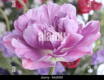 Une tulipe Tulipa Lilac Perfection capitule devant un bouquet de fleurs colorées Banque D'Images