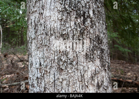 Le Chêne blanc Quercus alba dans la ville de Sandown, New Hampshire forêt durant les mois de printemps Banque D'Images