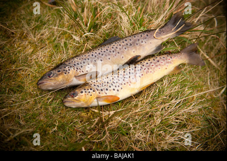 Deux indigènes frais truite brune couchée sur l'herbe pris sur le lac Llyn Egnant Ceredigion upland West Wales UK Banque D'Images