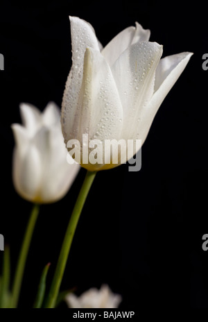 Cannelures tulipes blanches sur fond noir Banque D'Images