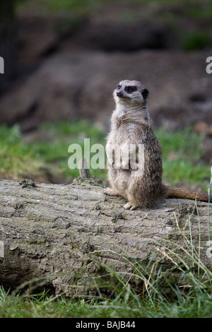 Un meerkat trône fièrement sur le dessus d'un tronc d'arbre tombé à la recherche de prédateurs Banque D'Images
