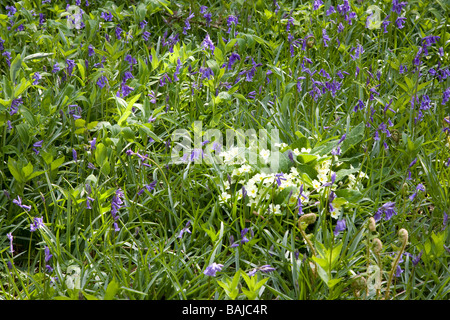 De plus en plus aux côtés des jacinthes, primevères de Printemps 2009 Banque D'Images