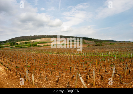 Pinot noir vignoble clos St louis fixin côte de nuits bourgogne france Banque D'Images