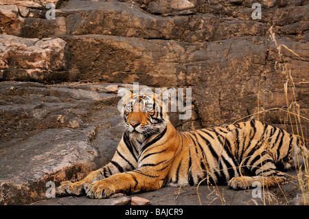 Un jeune tigre se reposant sur une grosse roche dans le parc national de Ranthambore Banque D'Images