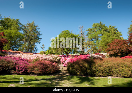 Les fleurs de printemps dans le jardin de la vallée de soleil de l'après-midi Banque D'Images