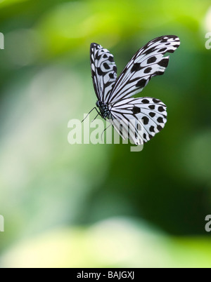 Arbre Nymph papillon (idée leuconoe) papier de riz cerf en vol. Bornéo, Malaisie Banque D'Images