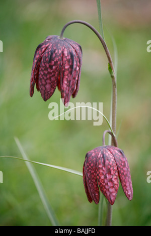 Les serpents-head fritillary (fritillaria meleagris) floraison en avril. Banque D'Images