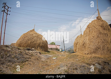 Des piles de paille de riz comme abris dans l'agriculture de la vallée de Kathmandu au Népal. 92915 Nepal-Duman horizontale vue Banque D'Images