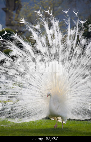 Un Paon albinos mâle (Pavo cristatus) répandre sa queue (Italie). Paon bleu (Pavo cristatus) leucistique mâle faisant la roue. Banque D'Images