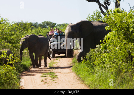 Deux éléphants crossing road, jeep avec les touristes en arrière-plan Banque D'Images