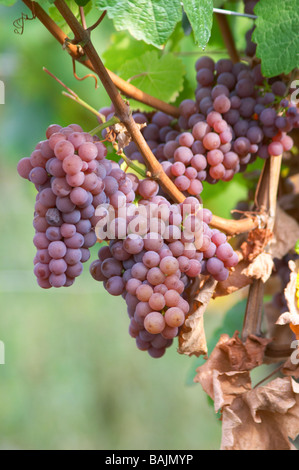 Gewurztraminer gc marque turckheim alsace france Banque D'Images