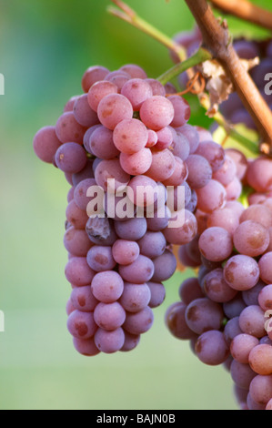 Gewurztraminer gc marque turckheim alsace france Banque D'Images