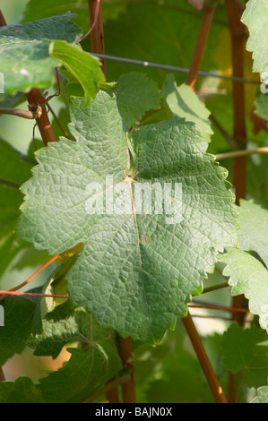 Gewurztraminer gc marque turckheim alsace france Banque D'Images