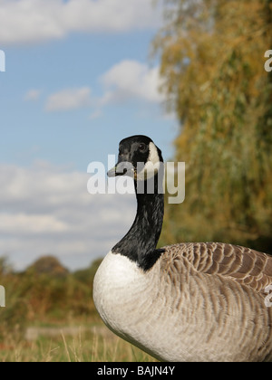 La Bernache du Canada, Branta canadensis, low angle close-up d'oiseau de pâturage Banque D'Images