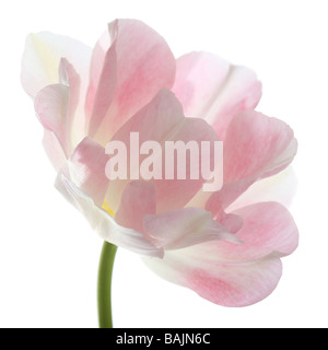 Pink tulip tulipa flower head Mount Tacoma sur fond blanc Banque D'Images