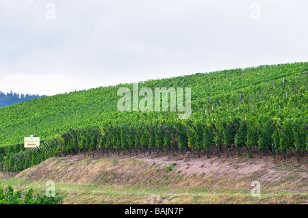 Marque gc turckheim alsace vignoble france Banque D'Images