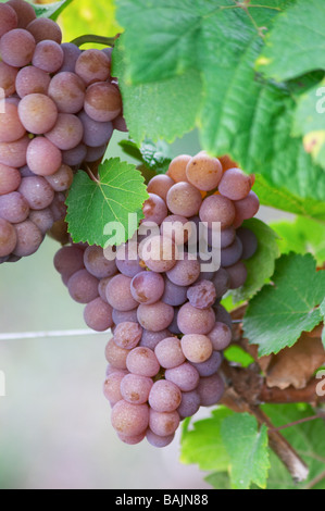 Gewurztraminer gc marque turckheim alsace france Banque D'Images