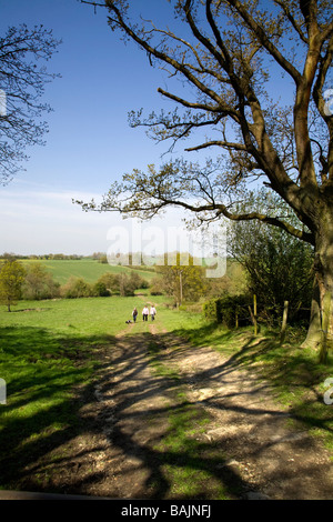 Les promeneurs de chiens près de Hillhouse à West Bergholt Bois près de Colchester Essex Banque D'Images