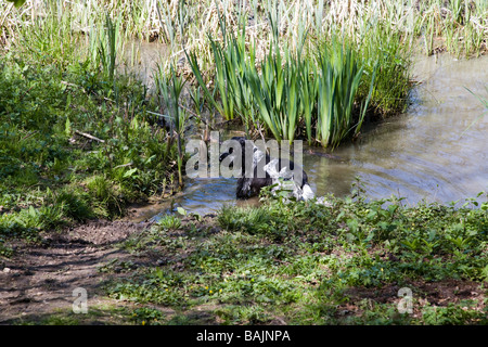 Un Cocker profitant de l'eau à un étang à Hillhouse, West Bergholt Bois près de Colchester Essex Banque D'Images