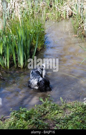 Un Cocker profitant de l'eau à un étang à Hillhouse, West Bergholt Bois près de Colchester Essex Banque D'Images