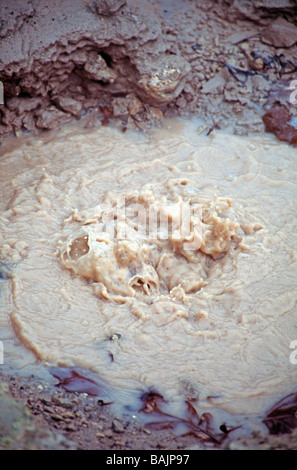 Source de chaleur sulfureuse bouillonnante au lac volcanique de Furnas, île de Sao Miguel.Açores, Océan Atlantique Banque D'Images