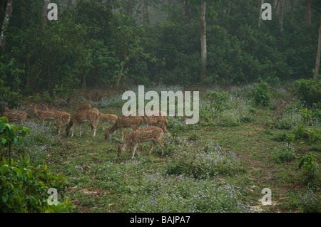 En safari dans le parc national de Chitwan, au Népal Banque D'Images