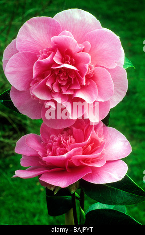 Camellia x williamsii 'Debbie' rose fleur plante fleurs jardin Banque D'Images