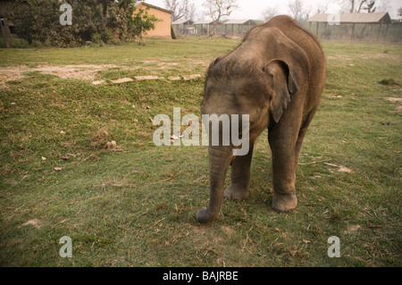En safari dans le parc national de Chitwan, au Népal Banque D'Images