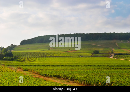 Vignoble Le corton aloxe-corton, Côte de beaune bourgogne france Banque D'Images