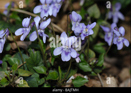 Chien de bruyère violette Viola canina plante en fleurs Banque D'Images