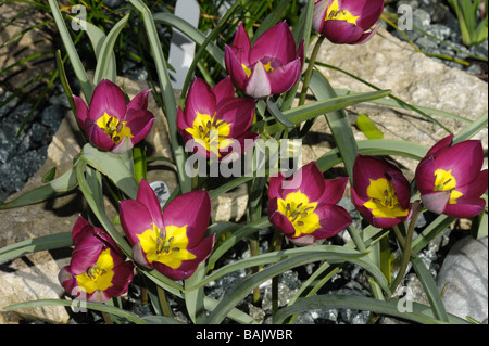 Les espèces de fleurs tulip Tulipa pulchella Persian Pearl Banque D'Images