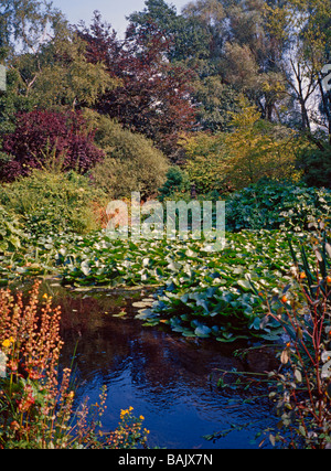 Jardin japonais, Newstead Abbey, Nottinghamshire, Angleterre, Ravenshead, UK Banque D'Images