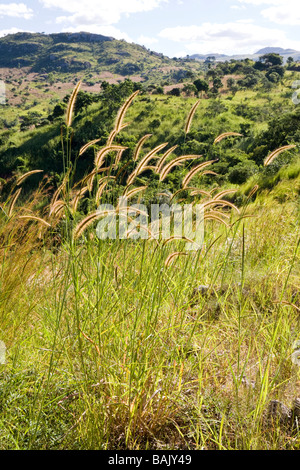 Les graminées floraison dans la gamme Kirk est de Dedza, Malawi, Afrique Banque D'Images