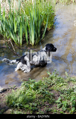 Un Cocker profitant de l'eau à un étang à Hillhouse, West Bergholt Bois près de Colchester Essex Banque D'Images