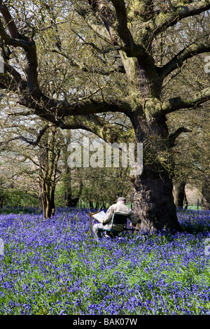 Un homme âgé à jacinthes des bois PEINTURES Hillhouse à West Bergholt près de Colchester Essex au printemps Banque D'Images