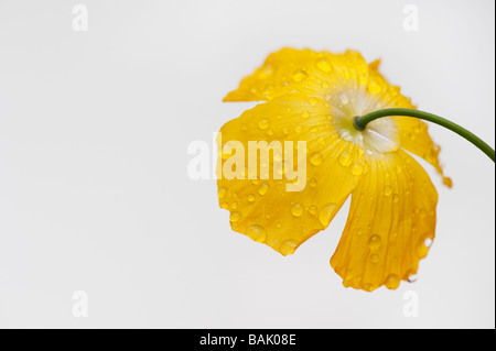 Meconopsis cambrica, Welsh Poppy, et de gouttes sur fond blanc Banque D'Images