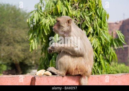 L'Inde Uttar Pradesh Agra Agra Fort singe macaque rhésus Banque D'Images