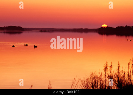 Piscine de la sauvagine au lever du soleil à Chincoteague National Wildlife Refuge Assateague Island Virginia USA Banque D'Images