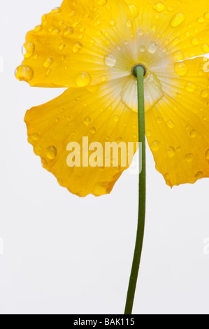 Meconopsis cambrica, Welsh Poppy, et de gouttes sur fond blanc Banque D'Images