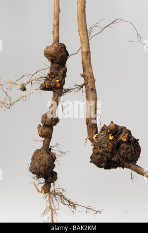 Crown gall Rhizobium radiobacter galles sur racine de framboise Banque D'Images