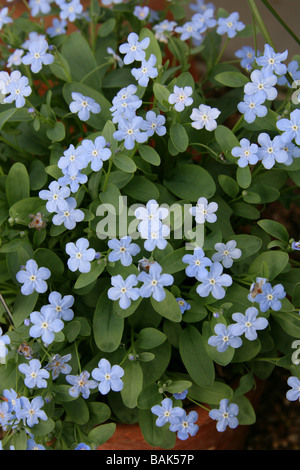 Omphalodes lojkae, Boraginaceae, Caucase, Eurasie occidentale Banque D'Images