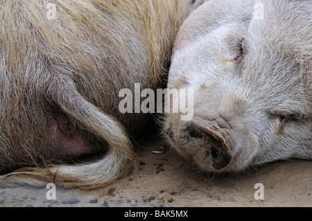 Deux cochons Kune Kune dormir la tête aux pieds Banque D'Images