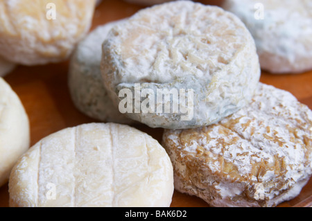 Le fromage saint Marcellin de dom une échéance variées voge cornas rhone france Banque D'Images