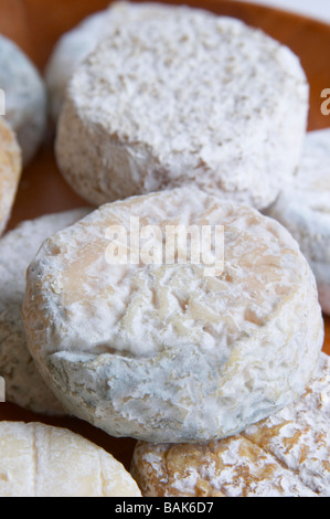 Le fromage saint Marcellin de dom une échéance variées voge cornas rhone france Banque D'Images